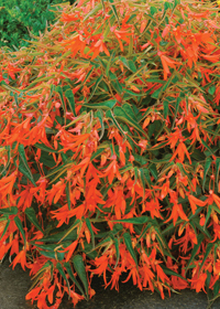 Begonia Bonfire Orange